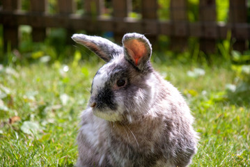 Multi-coloured bunny enjoying the summer