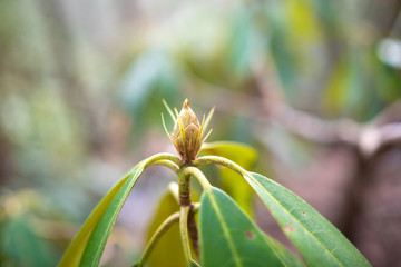Plants along the hiking trail