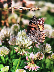 The wonderful colorful butterfly with velvet wings on the flowers of clover