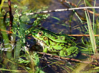 Beautiful green frog tracks prey among the grass in the pond.