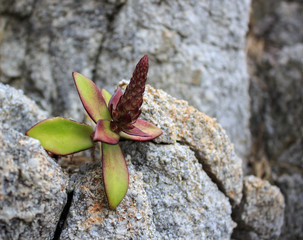 A lone saxifrage sprouted through a crack in a rock.
