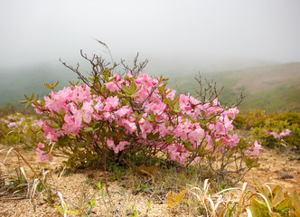A bush of beautiful flowers of Rhododendron Slippenbach against the background of a foggy landscape