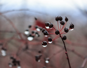 A sprig of black berries with droplets of water hanging on them in a cold autumn forest.