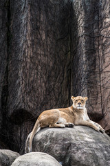 Fototapeta na wymiar lion in zoo