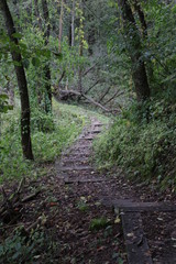 path in forest