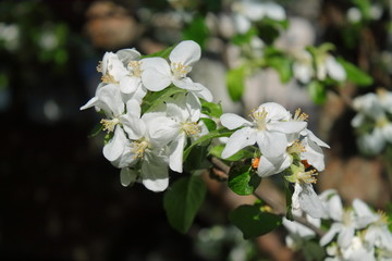 Trees bloom in the spring. White and pink Apple blossoms are close. Branch of a plant with young green leaves and flowers in the garden