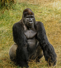 Sad Gorilla sitting in the grass