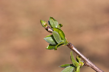 Buds on a persimmon tree in early spring.