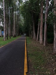 road in forest