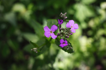 Purple Flower