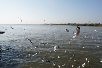 Seagulls flying above the sea.