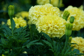 Beautiful light yellow color of African Marigold Primrose Lady flower
