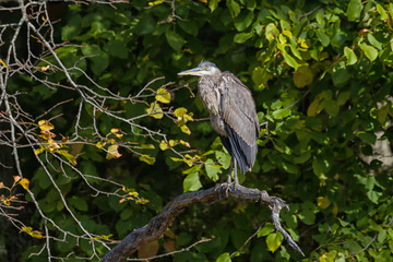 Great Blue Heron perched in a dead tree limb. 