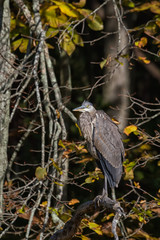 Great Blue Heron perched in a dead tree limb. 