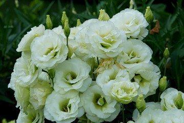 Beautiful white color of Lisianthus Mariachi Lime Green flowers