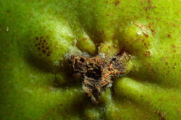 Pear bottom in macro close up. Stunning texture vivid color green