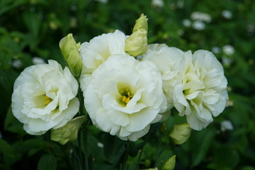 Beautiful white color of Lisianthus Mariachi Lime Green flowers