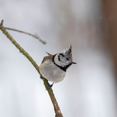 Fototapeta premium The European crested tit, or simply crested tit (Lophophanes cristatus) is a passerine bird in the tit family Paridae.