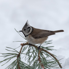 The European crested tit, or simply crested tit (Lophophanes cristatus) is a passerine bird in the tit family Paridae.