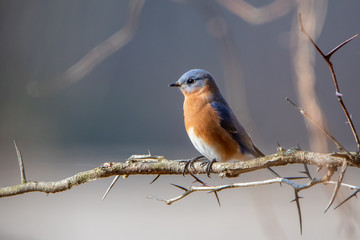 Eastern Bluebird on a Branch