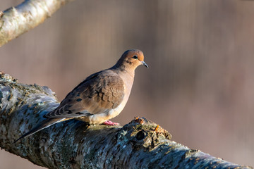 Mourning Dove on a Branch