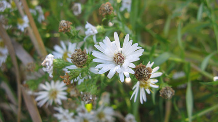 Small White Thriving Flowers