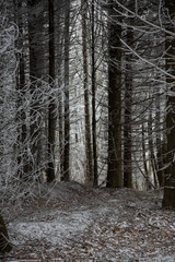 fairytale image in a frozen forest