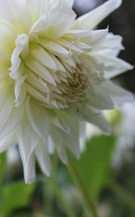 Flowering White Bloom