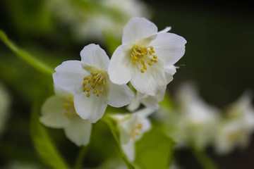 Blooming White Flowering Shrub