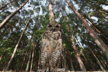 Great horned owl on tree