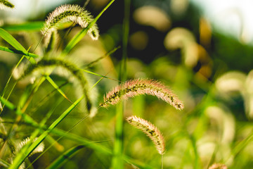 Wild grass flowers