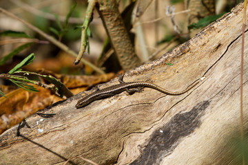 オガサワラトカゲ