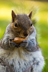 Scoiattolo Grigio 