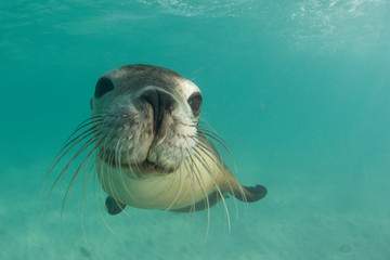 Australian Sea Lion	