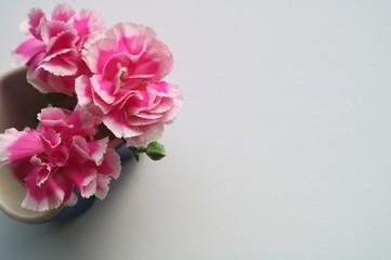 花　カーネーション　ピンク　愛　屋内
