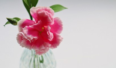 花　カーネーション　ピンク　愛　屋内