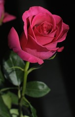 red rose on black background