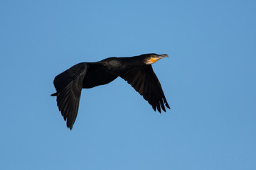 Great Cormorant in flight. His Latin name is Phalacrocorax carbo.
