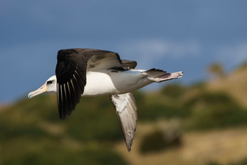 空を飛ぶコアホウドリ