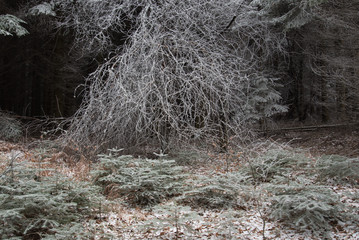 fairytale image in a frozen forest