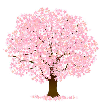 桜の木　冬　絵 冬 サクラ 桜の木 桜の写真素材 - PIXTA