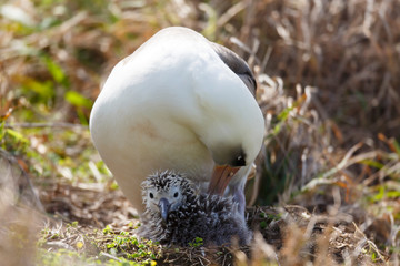 コアホウドリの親子