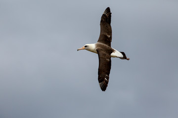 空を飛ぶコアホウドリ