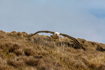 空を飛ぶコアホウドリ