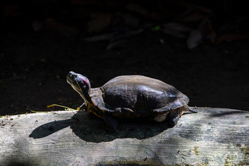 Obraz premium turtle on tree