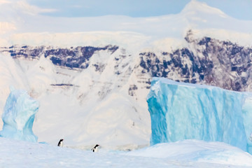 Pair of gentoo penguins in wild nature, in front of blue iceberg. Bird behavior wildlife scene from nature in Antarctica.