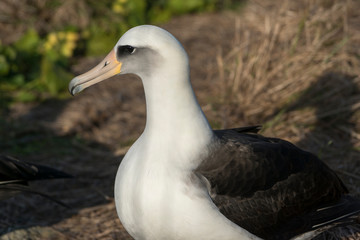コアホウドリ