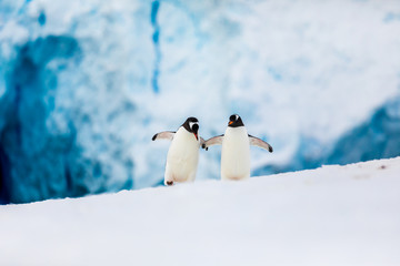 Gentoo penguin couple cuddling, courting, walking in wild nature, near snow and ice caves. Pair of two penguins as friends or in love. Bird behavior wildlife scene from nature in Antarctica.