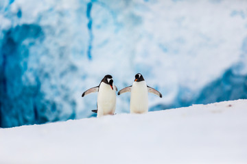 Gentoo penguin couple cuddling, courting, walking in wild nature, near snow and ice caves. Pair of two penguins as friends or in love. Bird behavior wildlife scene from nature in Antarctica.