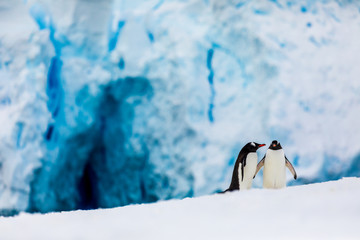 Gentoo penguin couple cuddling, courting, walking in wild nature, near snow and ice caves. Pair of two penguins as friends or in love. Bird behavior wildlife scene from nature in Antarctica.
